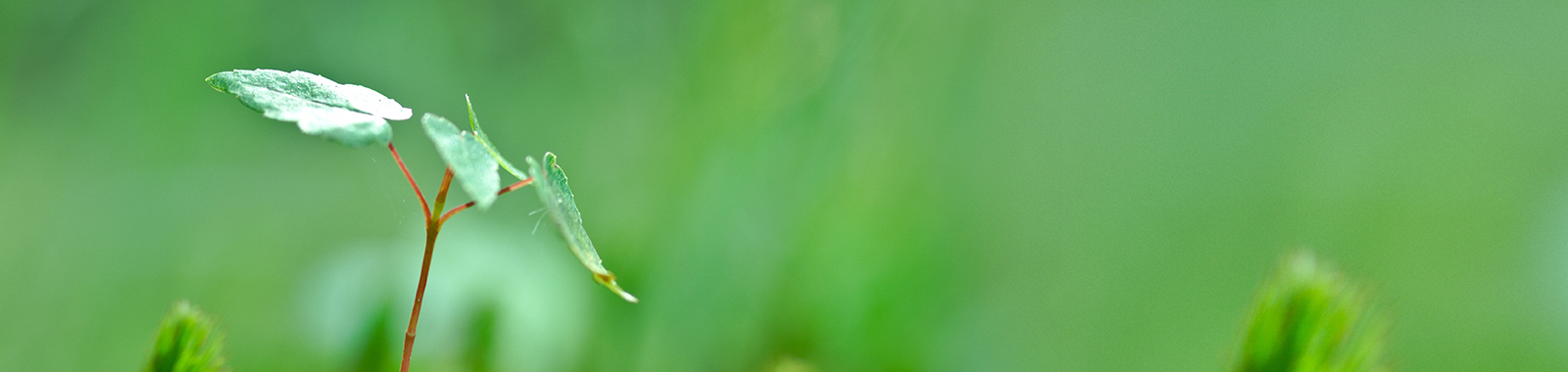 節(jié)能環(huán)保網(wǎng)站建設方案